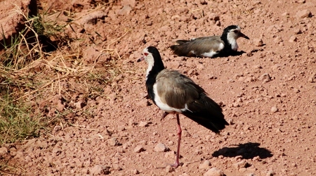Ptaszki dwa – Amboseli, Kenia