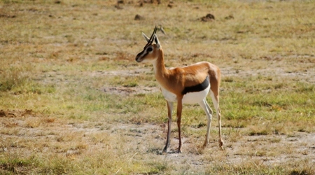 Pozowanie gazeli – Amboseli, Kenia