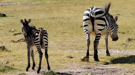 W podskokach – Amboseli, Kenia
