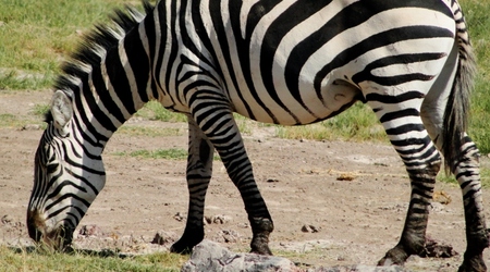 Zebra – Amboseli, Kenia