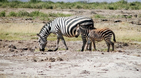 Zebry dwie – Amboseli, Kenia