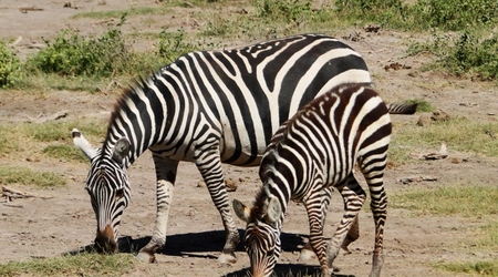 Zebry – Amboseli, Kenia