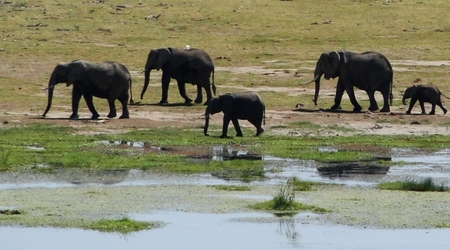 Słonie – Amboseli, Kenia