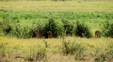 Pierwsze lwy w Amboseli – Kenia