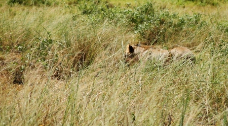 lwica – Amboseli, Kenia