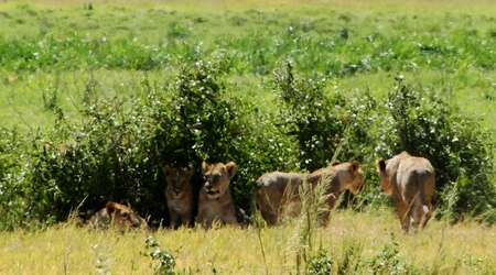 Lwy z Amboseli – Kenia