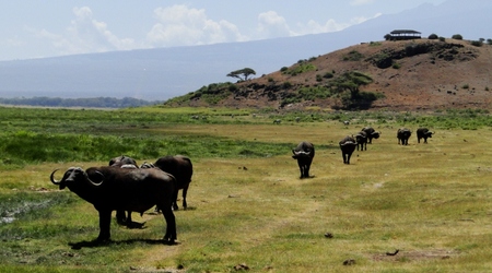 Bawoły – Amboseli, Kenia