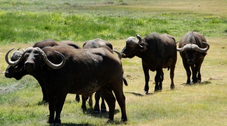 Bawoły – Amboseli, Kenia