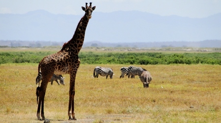 Żyrafa – Amboseli, Kenia