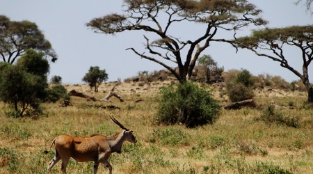 Eland – Amboseli, Kenia
