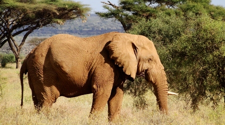 Słoń – Amboseli, Kenia