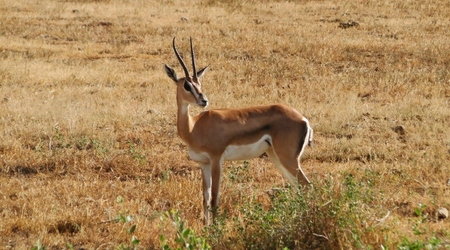 Idziecie? – Amboseli, Kenia