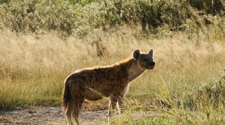 Hiena – Amboseli, Kenia