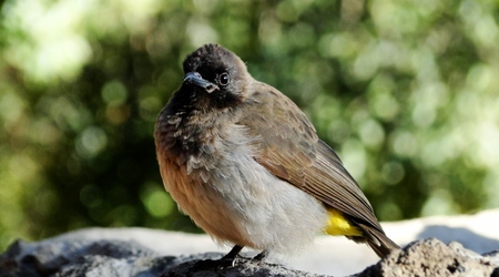 Ptaszek – Naivasha, Kenia
