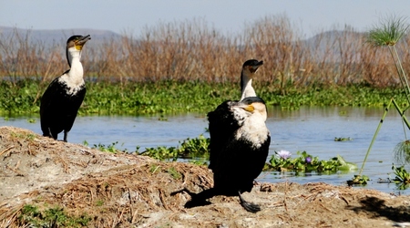 Kormorany – Naivasha, Kenia