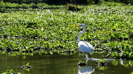 czapla – Naivasha, Kenia