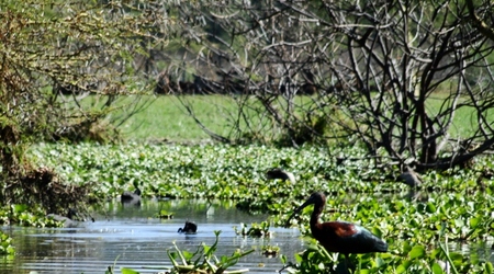 Ibis – Naivasha, Kenia