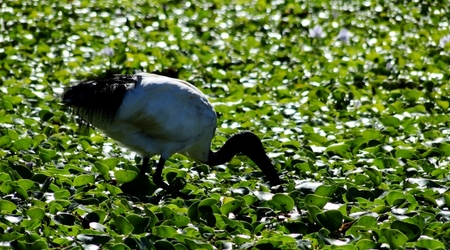 Ibis – Naivasha, Kenia