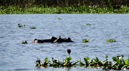 Hipcia nos – Naivasha, Kenia