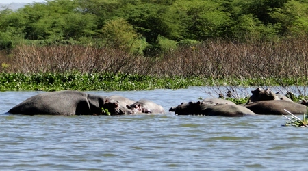 Rodzinny wypoczynek – Naivasha, Kenia