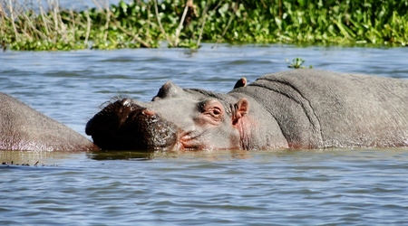 Hipopotam – Naivasha, Kenia