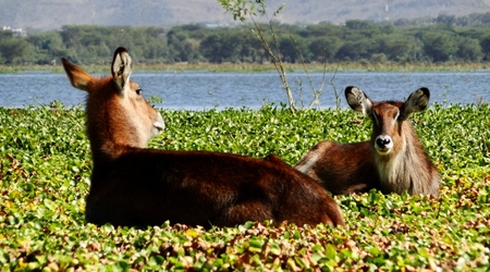 Koby – Naivasha, Kenia