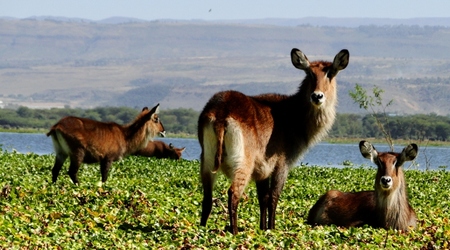Obserwacja – Naivasha, Kenia