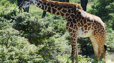 Żyrafa – Naivasha, Kenia