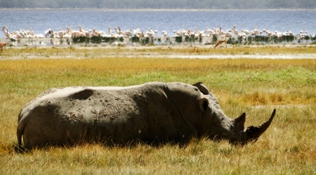 Nosorożec – Nakuru, Kenia