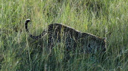 Wyczekany lampart – Masai Mara, Kenia