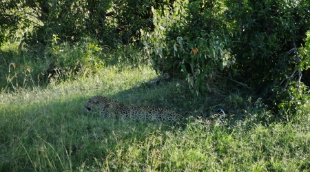 Lampart czatujący – Masai Mara, Kenia