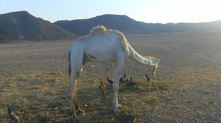 Camel – Marsa Alam, Egipt