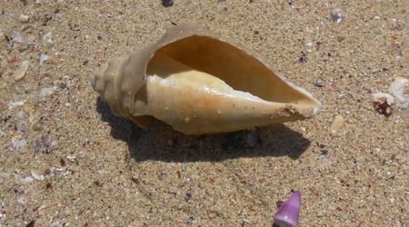 Muszla – Marsa Alam, Egipt