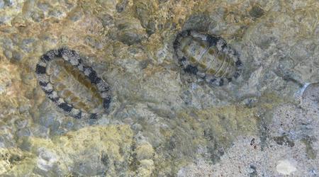 Morskie stwory – Marsa Alam, Egipt