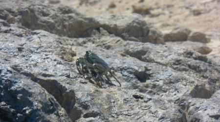 Krab – Marsa Alam, Egipt