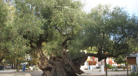 1000-letnie drzewo oliwne – Zakynthos, Grecja