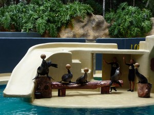 Puerto de la Cruz, Loro Parque