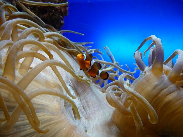 Puerto de la Cruz, Loro Parque