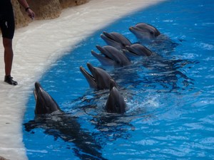 Puerto de la Cruz, Loro Parque