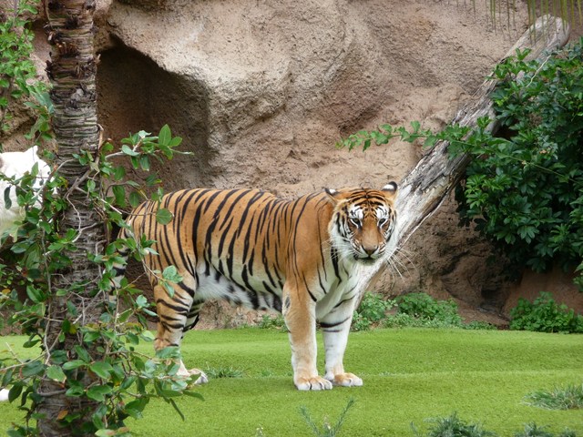 Puerto de la Cruz, Loro Parque