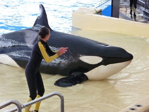 Puerto de la Cruz, Loro Parque
