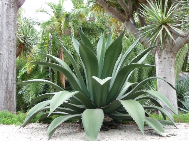 Puerto de la Cruz, Loro Parque