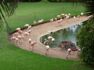 Puerto de la Cruz, Loro Parque