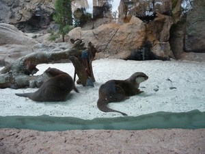 Puerto de la Cruz, Loro Parque