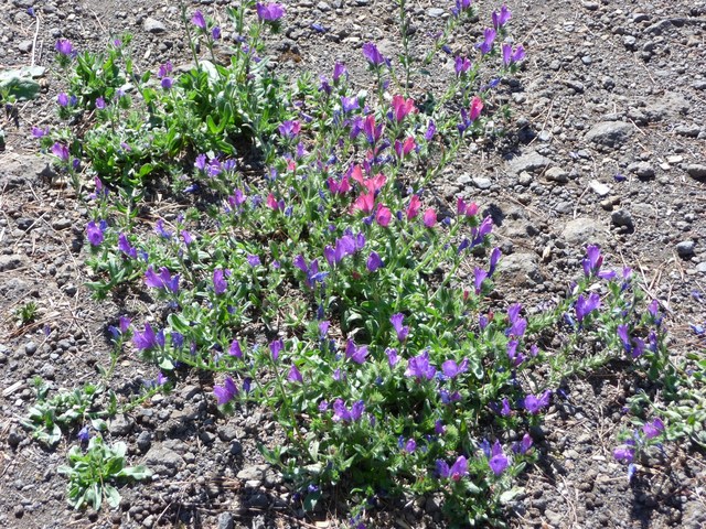 Teide National Park