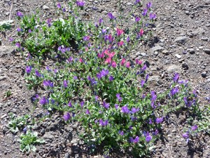 Teide National Park