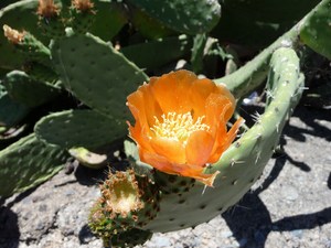 Teneryfa