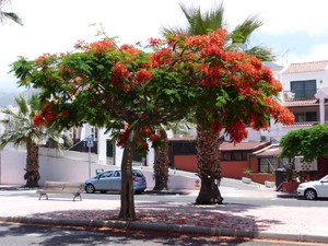 Costa Adeje