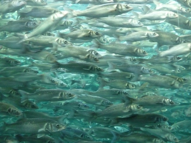 Puerto de la Cruz, Loro Parque 