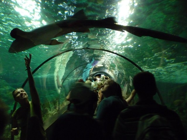 Puerto de la Cruz, Loro Parque